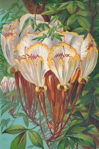 Camoensia Maxima alkotó: English School